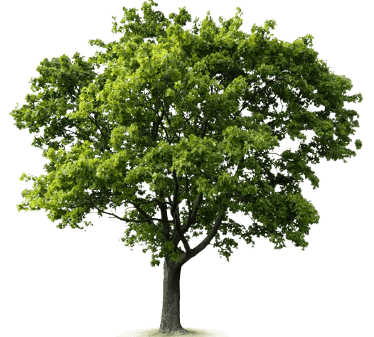 Tree background